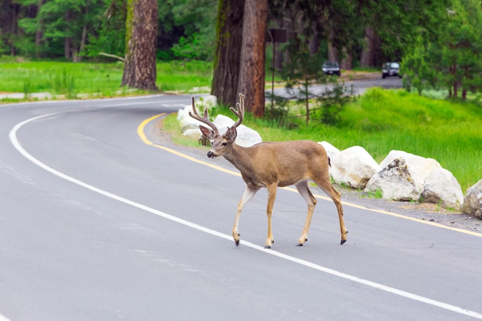 Wildlife-vehicle collisions are unfortunate types of motor vehicle accidents involving animals, such as when deer cross the street while there is oncoming traffic.